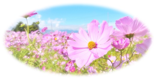緩和ケア病棟のシンボル“コスモスの花”